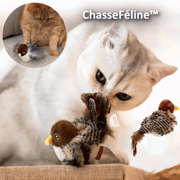 Katzenjagd| Wecken Sie den wilden Instinkt Ihrer Katze
